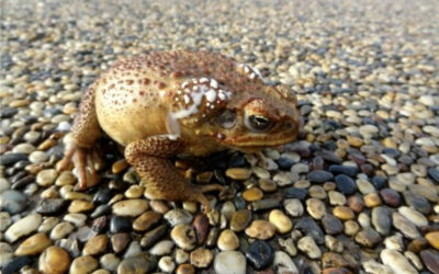 Cane Toads and Your Pets
