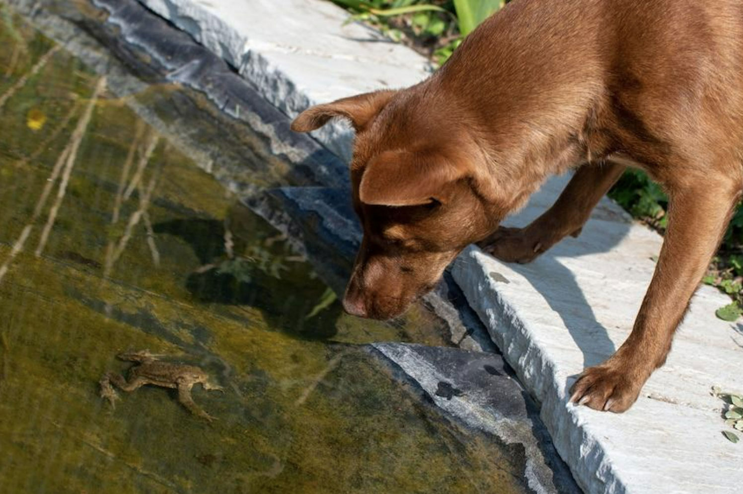 Clayfield Vet - How to prevent your dog coming into contact with cane toads