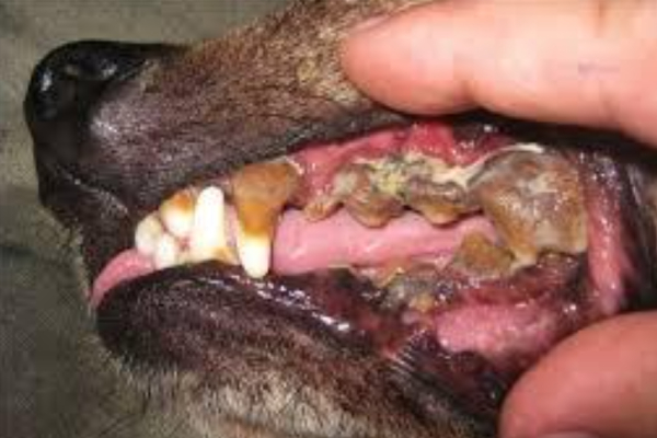 Clayfield Vet - Pet Advice - Dental Advice - Dental Disease