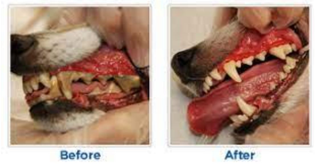 Clayfield Vet - Pet Advice - Dental Disease - Before and After