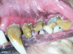 Clayfield Vet - Pet Dental Health - tartar