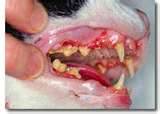 Clayfield Vet - Pet Dental Health 