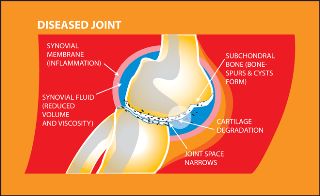 Clayfield vet - Joint Health - Diseased Joint