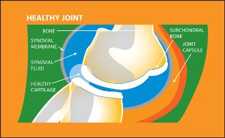 Clayfield vet - Joint Health - Healthy Joint